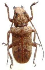 Prosoplus (Setoprosoplus) bankii