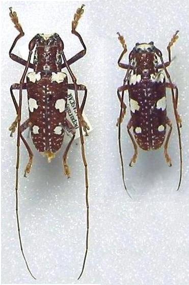 Protorhopala sexnotata