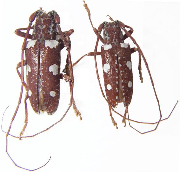 Protorhopala sexnotata