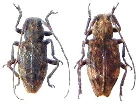 Pterolophia (Pseudale) izumikurana