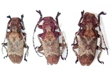 Pterolophia (Hylobrotus) annulata