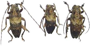 Pterolophia (Ale) gibbosipennis