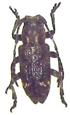 Pterolophia (Pterolophia) granulata