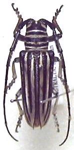 Rhytiphora (Rhytiphora) dallasi