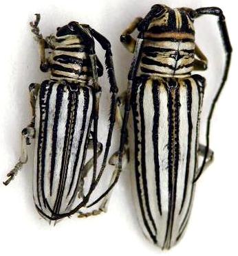 Rhytiphora (Rhytiphora) dallasi