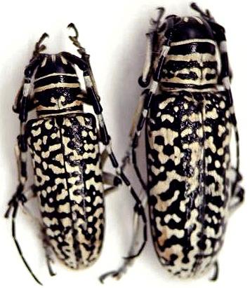 Rhytiphora (Rhytiphora) saundersi