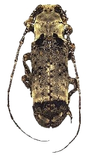 Sthenias cylindrator Sthenias cylindrator