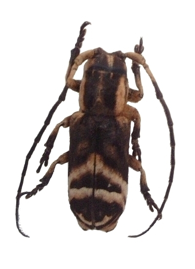 Sthenias franciscanus