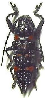 Xiphotheata moellendorfi