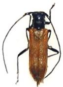 Anaesthetis confossicollis