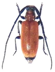 Penthides rufoflavus