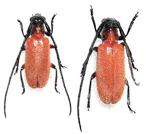 Penthides rufoflavus