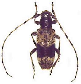 Rhopaloscelis unifasciatus