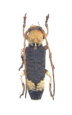 Xylariopsis mimica