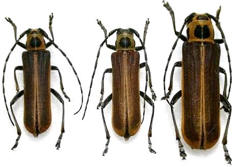 Cagosima sanguinolenta