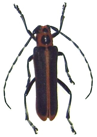 Cagosima sanguinolenta