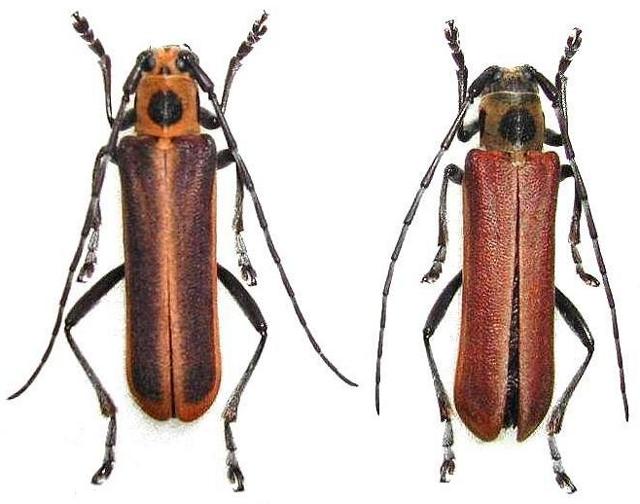 Cagosima sanguinolenta