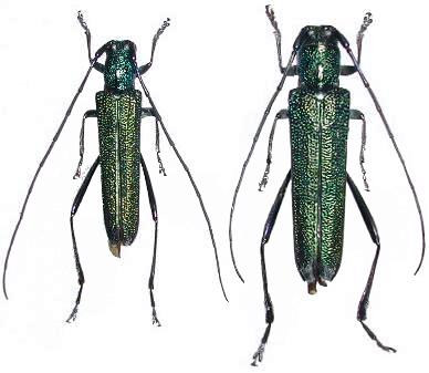 Chlorisanis viridis