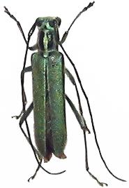 Stenostola impustulata