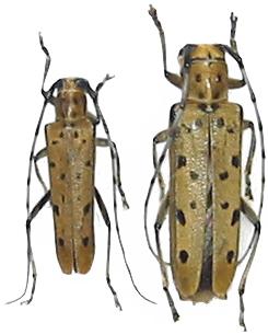 Eutetrapha sedecimpunctata