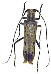 Eutetrapha sedecimpunctata