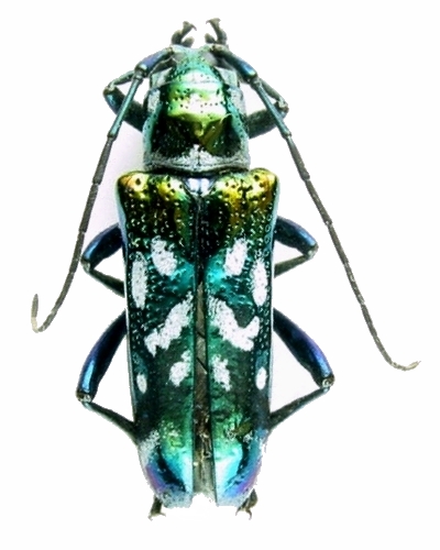 Glenea (Acronioglenea) besucheti