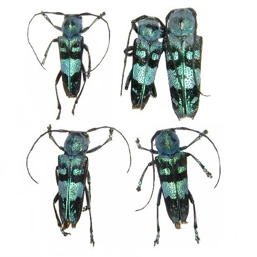 Glenea (Poeciloglenea) celestis