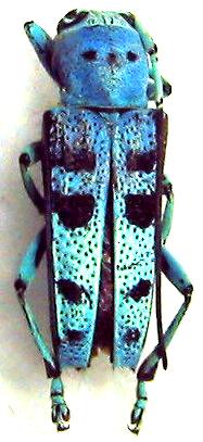 Glenea (Poeciloglenea) celia