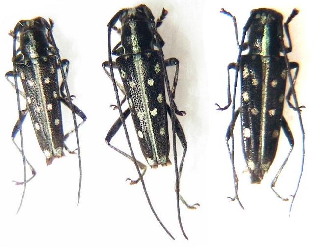 Glenea (Glenea) chlorospila okinawensis