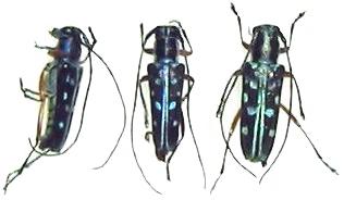 Glenea (Glenea) chrysomaculata