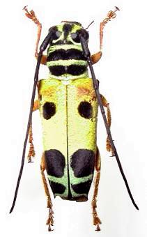 Glenea (Citrinoglenea) citrina