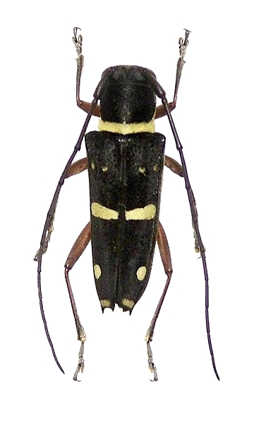 Glenea (Glenea) funerula javana 