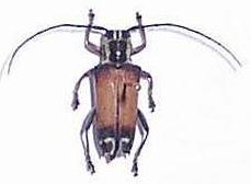 Glenea (Stiroglenea) grossepunctata