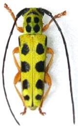 Glenea (Glenea) iriei iriei