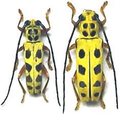 Glenea (Glenea) iriei iriei