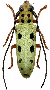 Glenea (Glenea) iriei heikichii