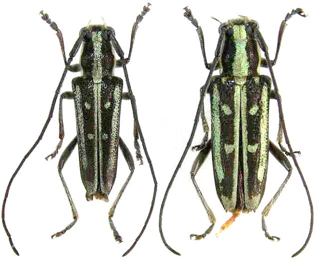 Glenea (Glenea) kusamai