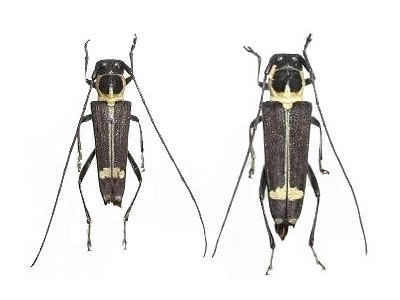 Glenea (Glenea) laosensis 