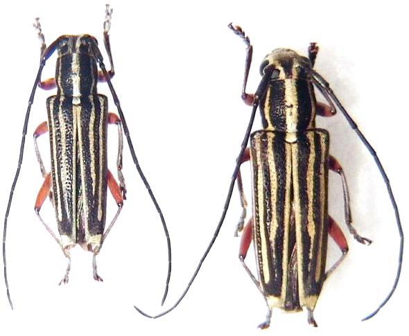 Glenea (Glenea) lineata