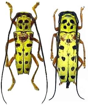 Glenea (Glenea) multiguttata