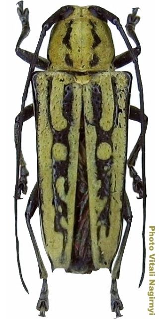 Glenea (Glenea) negrosiana