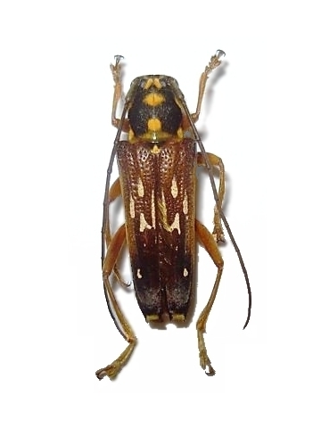 Glenea (Glenea) nicanor