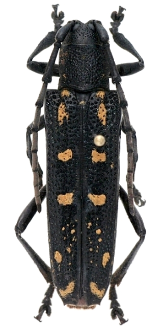 Glenea (Subgrossoglenea) ochreosignata