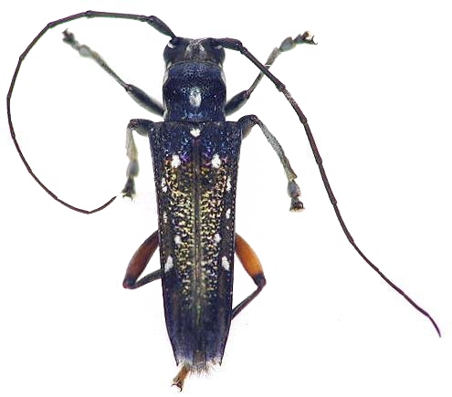 Glenea (Glenea) pulchra