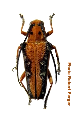 Glenea (Reginoglenea) regina