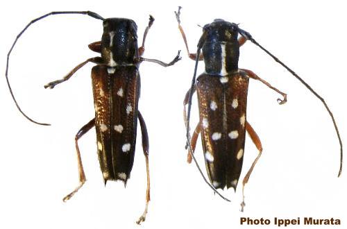 Glenea (Glenea) relicta