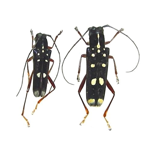 Glenea (Glenea) rufipes