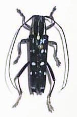 Glenea (Macroglenea) venus