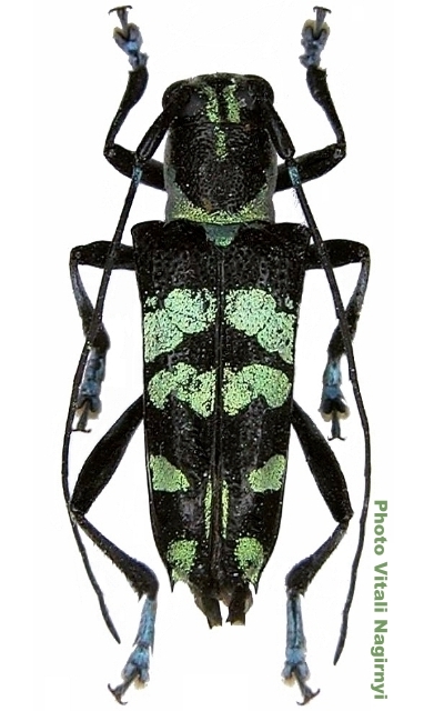 Glenea (Glenea) suavis 