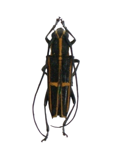 Glenea (Acutoglenea) versuta 